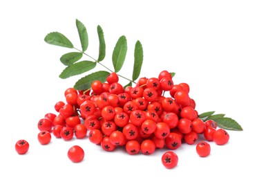 Bunch of ripe rowan berries with green leaves on white background