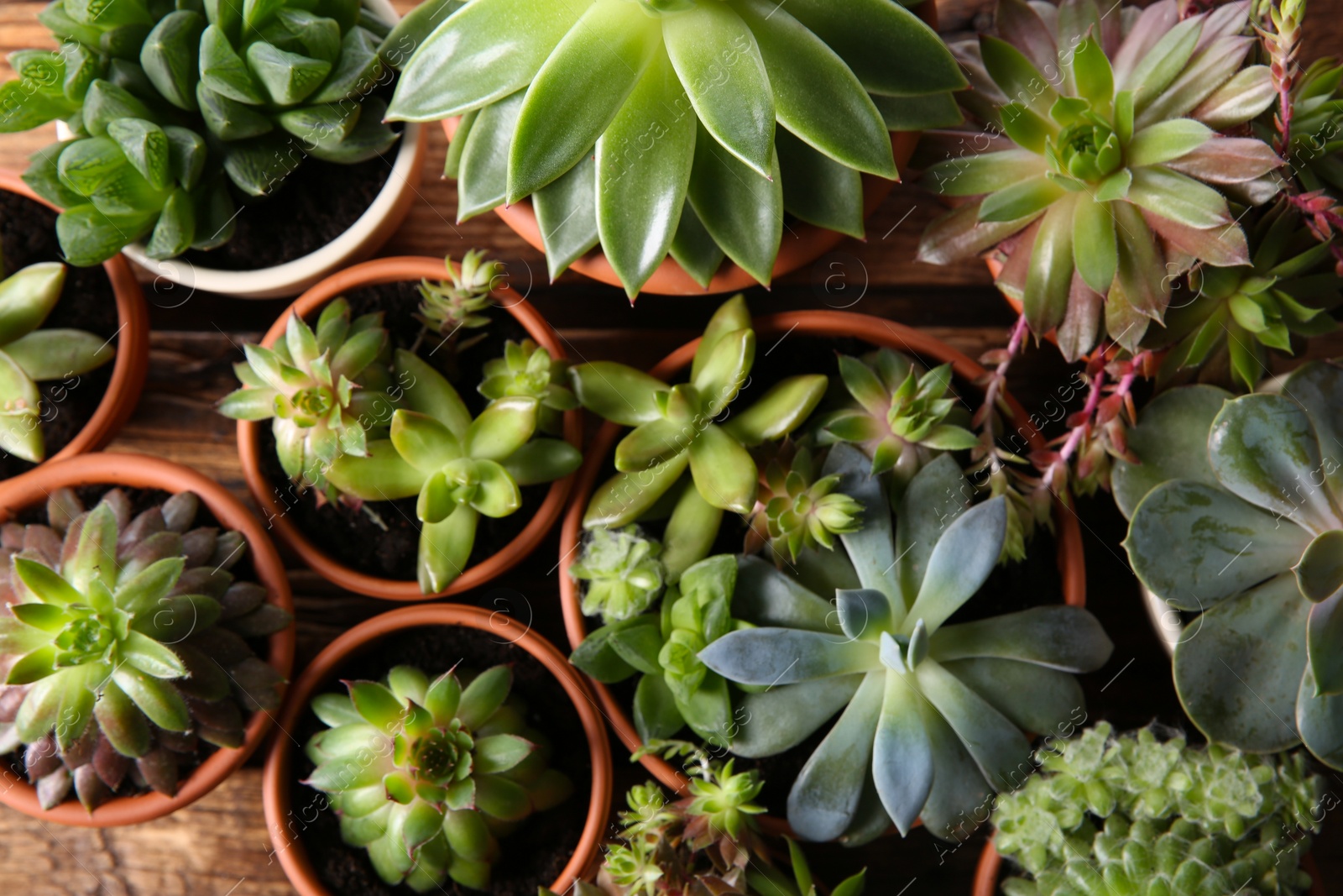 Photo of Many different echeverias on table, flat lay. Beautiful succulent plants