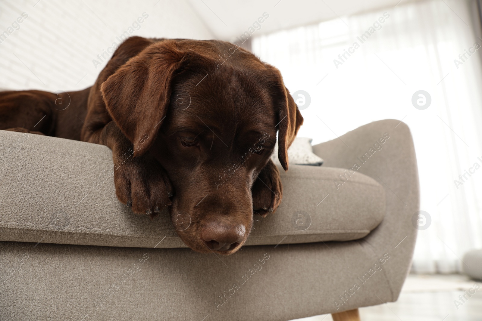 Photo of Chocolate labrador retriever on cozy sofa indoors