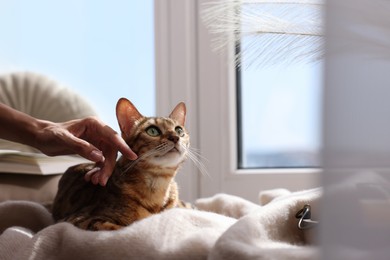 Photo of Woman petting cute Bengal cat on windowsill at home, closeup and space for text. Adorable pet