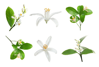 Image of Set of beautiful blooming citrus flowers and branches on white background