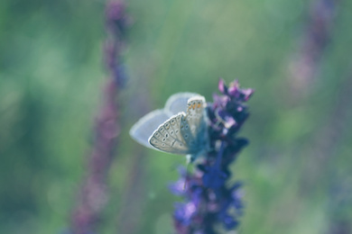 Photo of Beautiful Adonis blue butterfly on flower in field, closeup