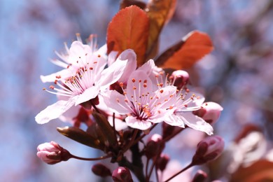 Beautiful spring pink tree blossoms against blurred background, closeup