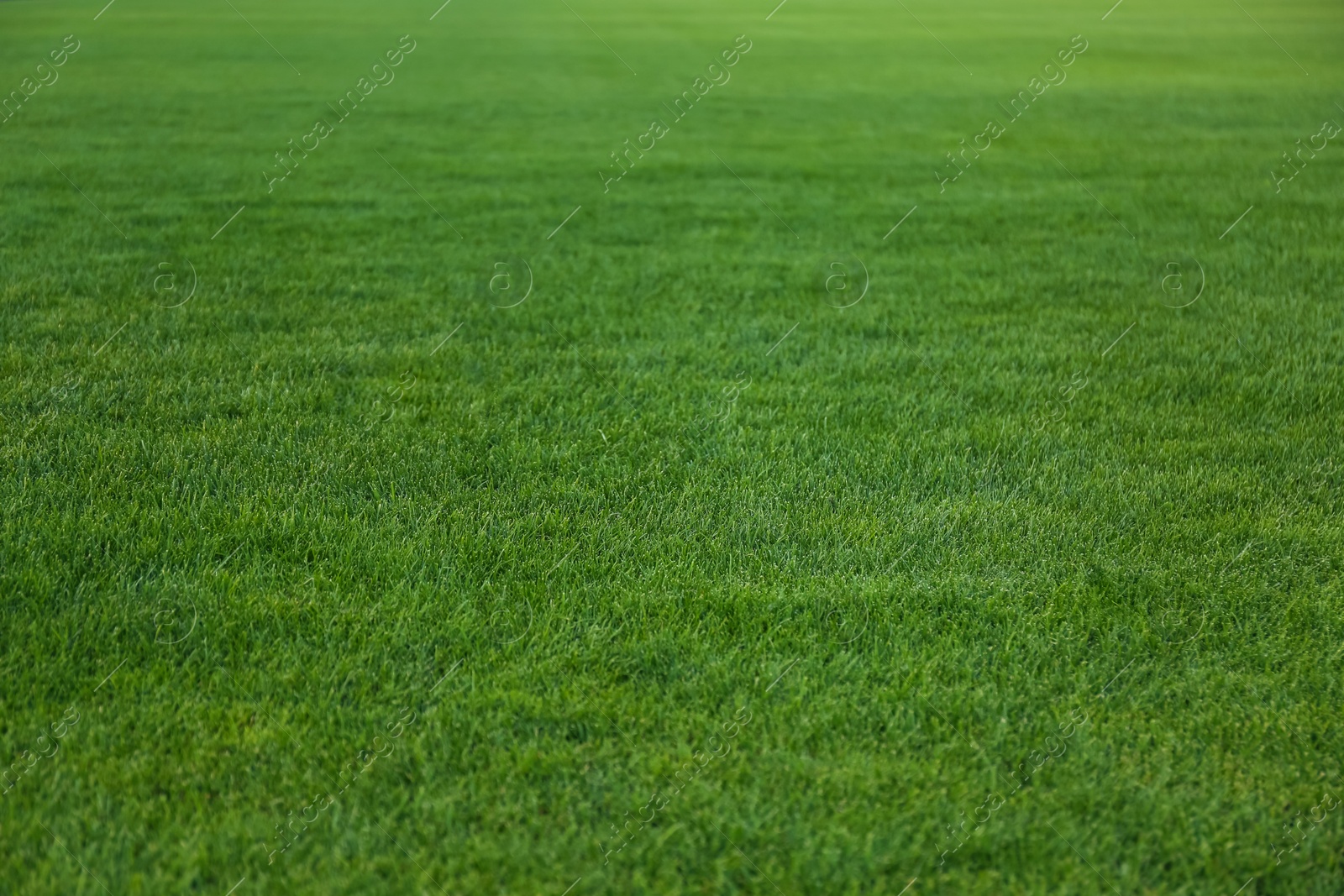 Photo of Green lawn with fresh grass as background