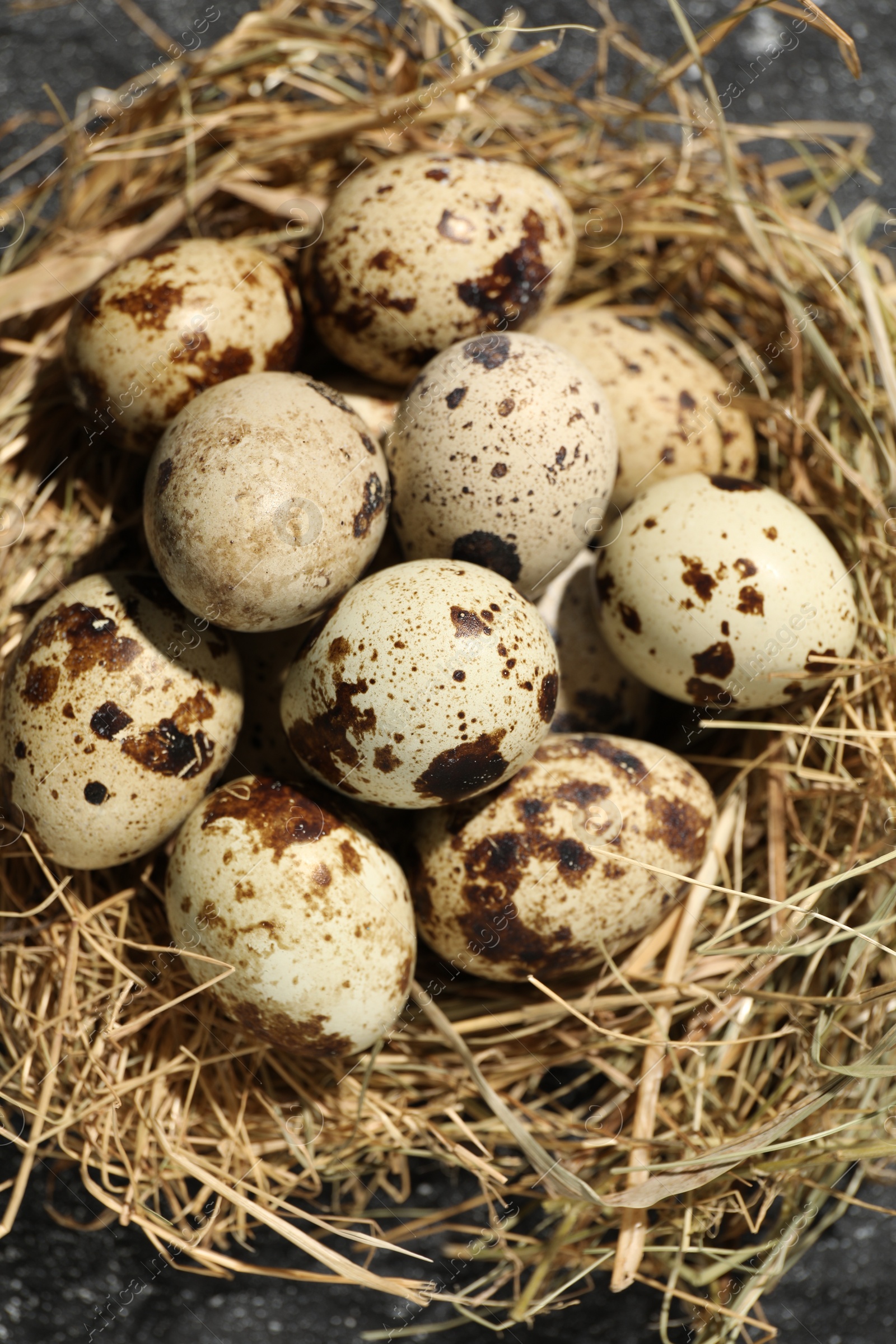 Photo of Nest with many speckled quail eggs on table, closeup