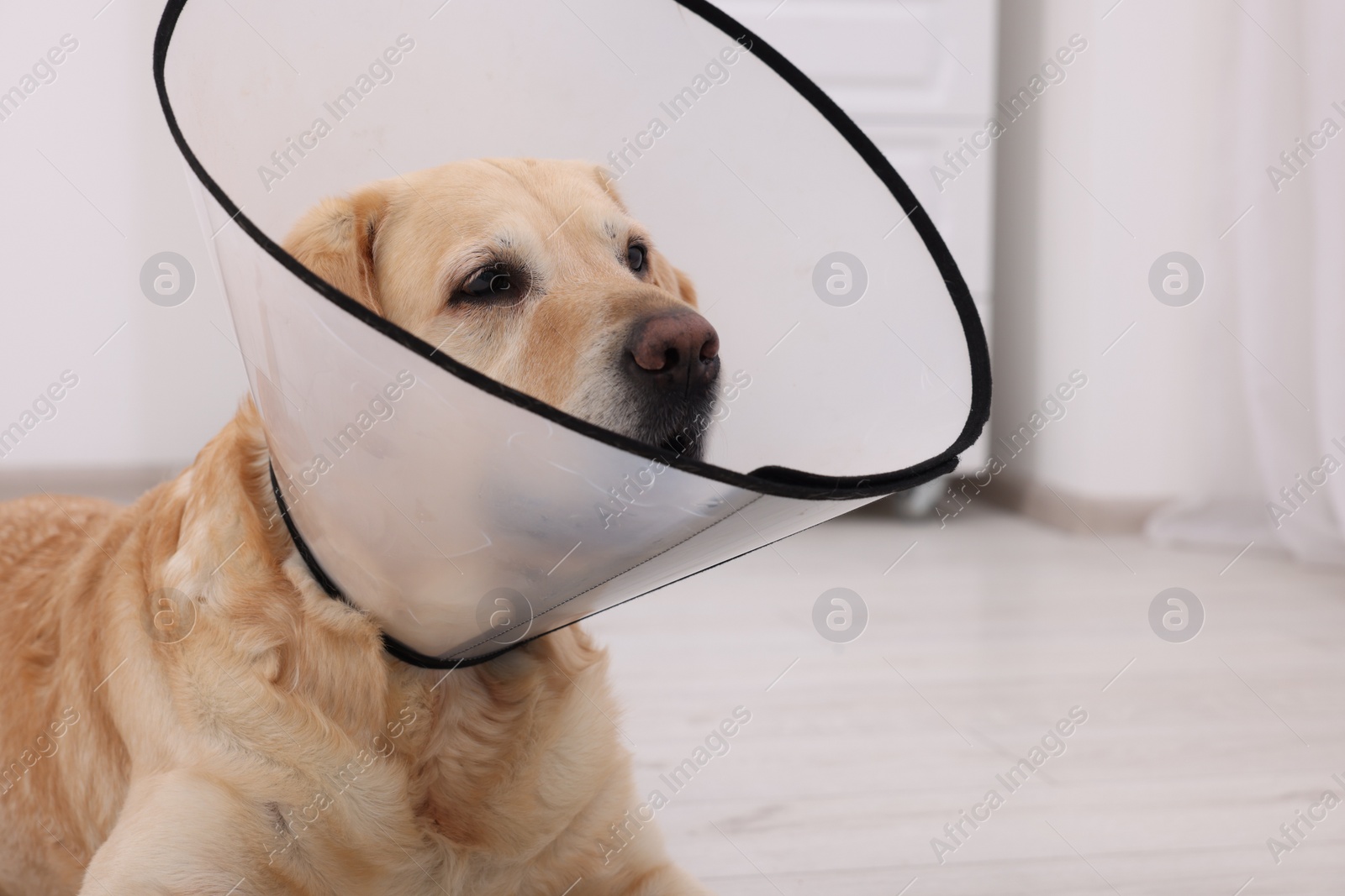 Photo of Sad Labrador Retriever with protective cone collar in room. Space for text