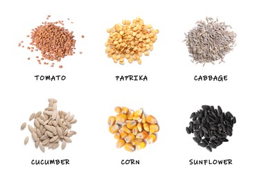 Image of Set of vegetable seeds and its names on white background, top view. Tomato, paprika, cabbage, cucumber, corn and sunflower