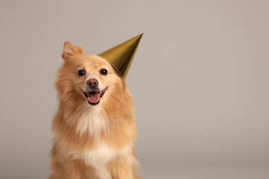 Cute dog with party hat on light grey background, space for text. Birthday celebration