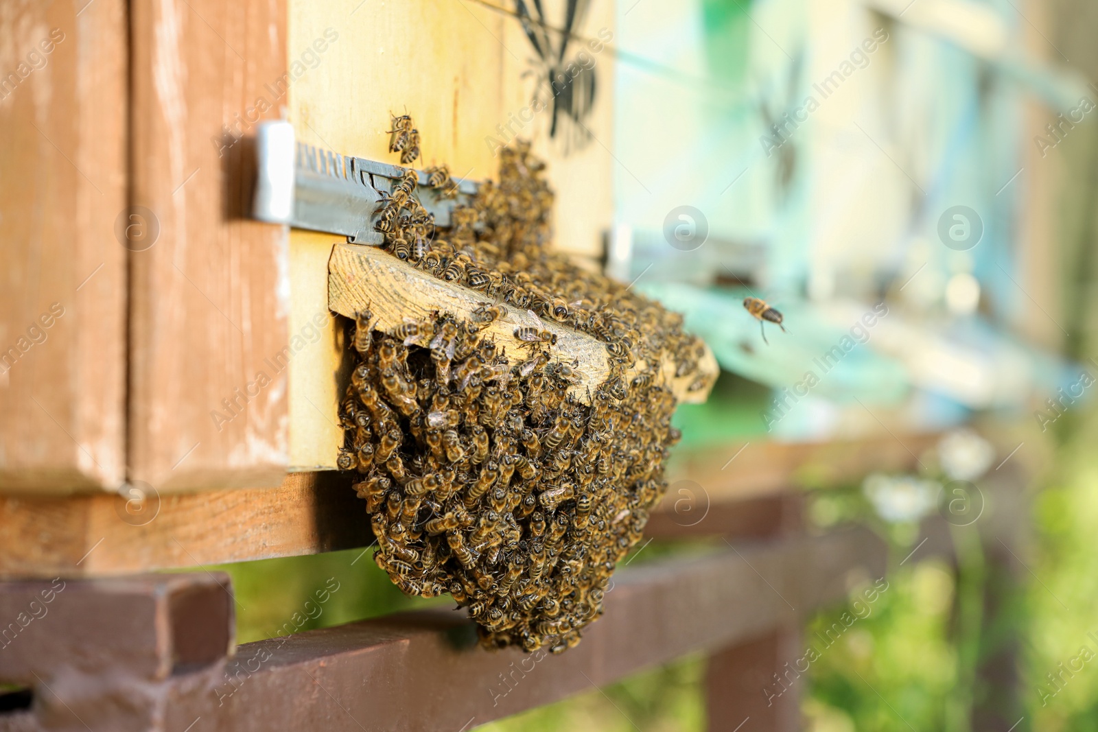 Photo of Closeup view of wooden hive with honey bees on sunny day