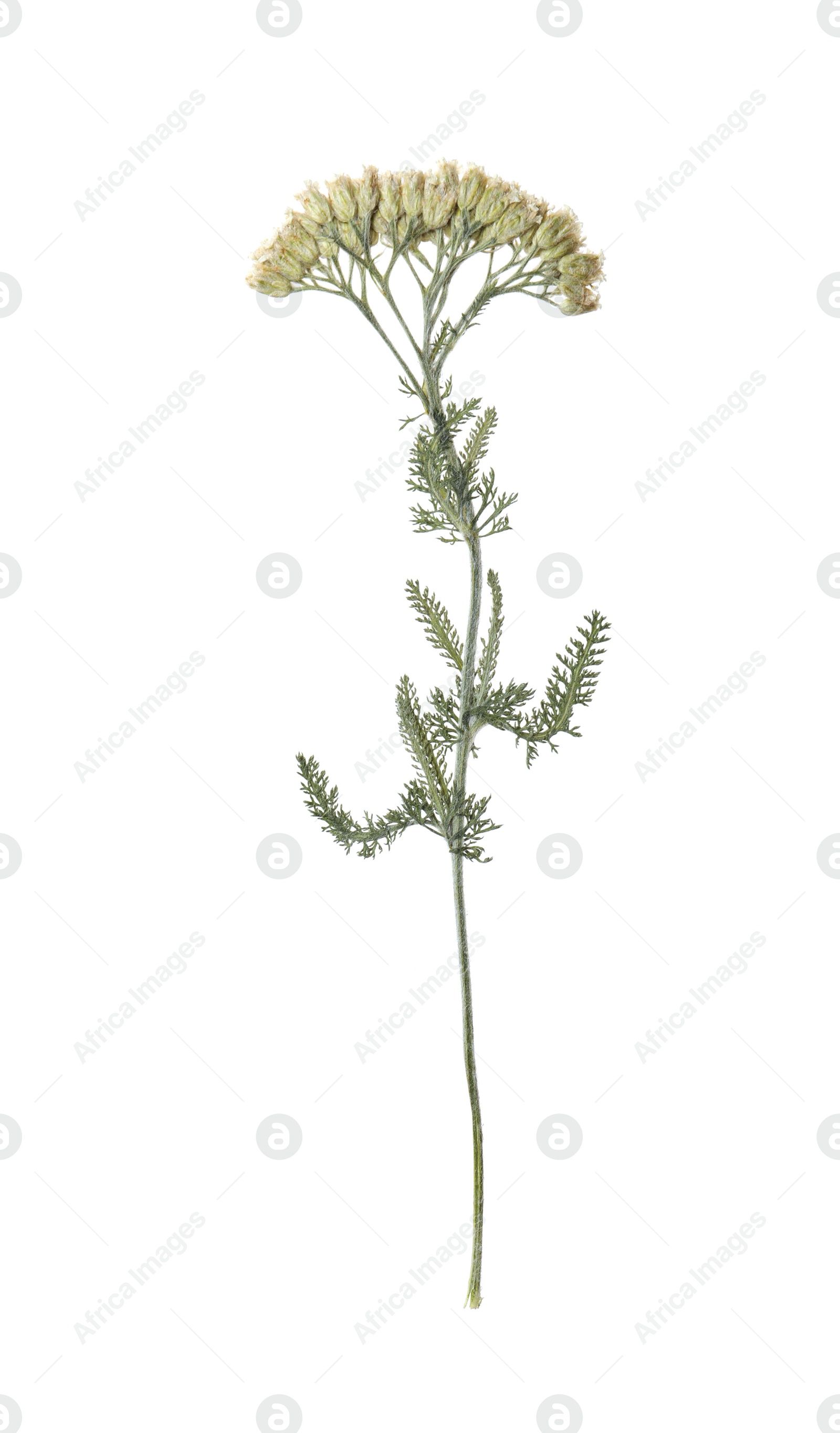 Photo of Wild dried meadow flower on white background