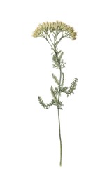 Wild dried meadow flower on white background