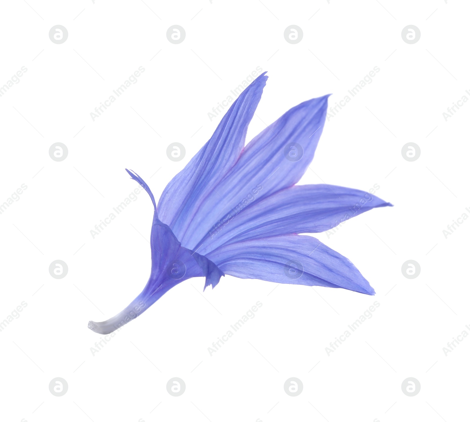 Photo of Petals of blue cornflower isolated on white