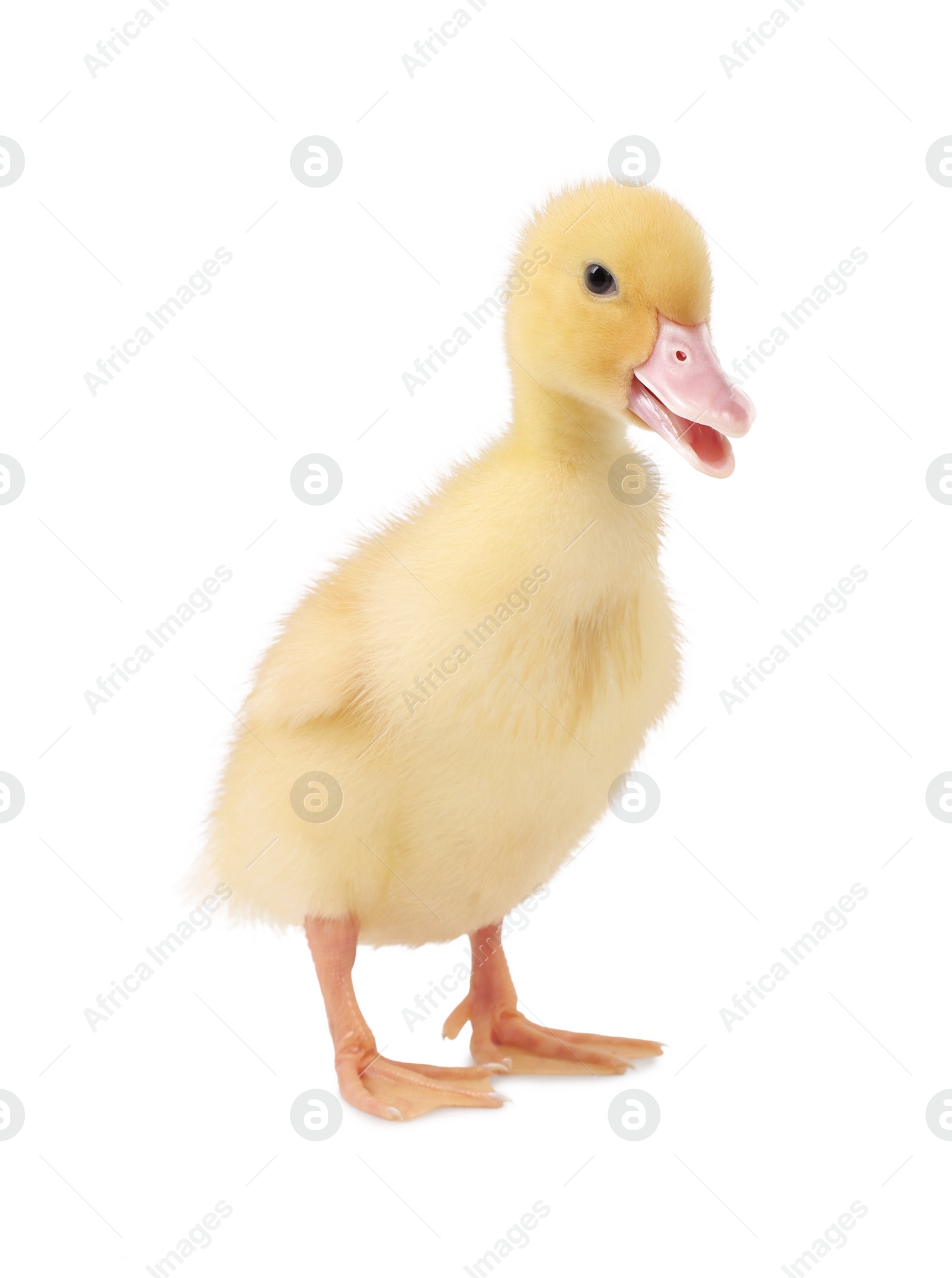 Photo of Baby animal. Cute fluffy duckling on white background