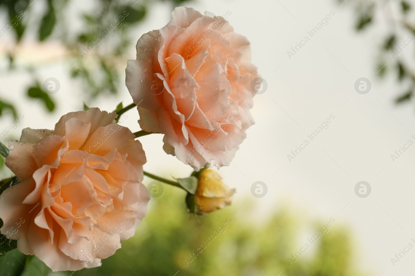 Photo of Beautiful beige roses with water drops on blurred background, closeup. Space for text