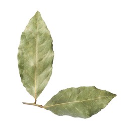 Branch of aromatic bay leaves on white background