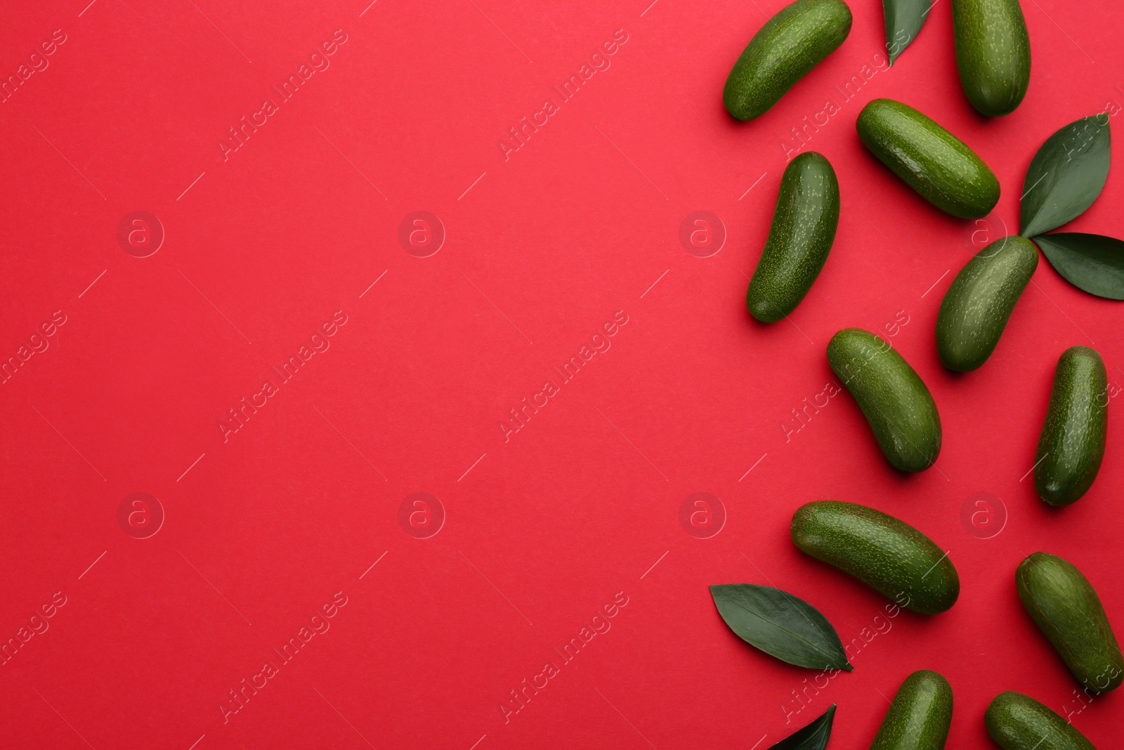 Photo of Whole seedless avocados with green leaves on red background, flat lay. Space for text