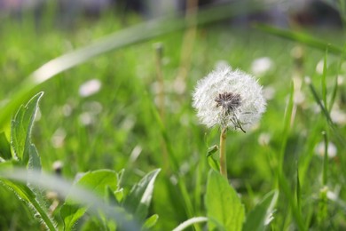 Photo of Beautiful fluffy dandelion in green grass, closeup. Space for text