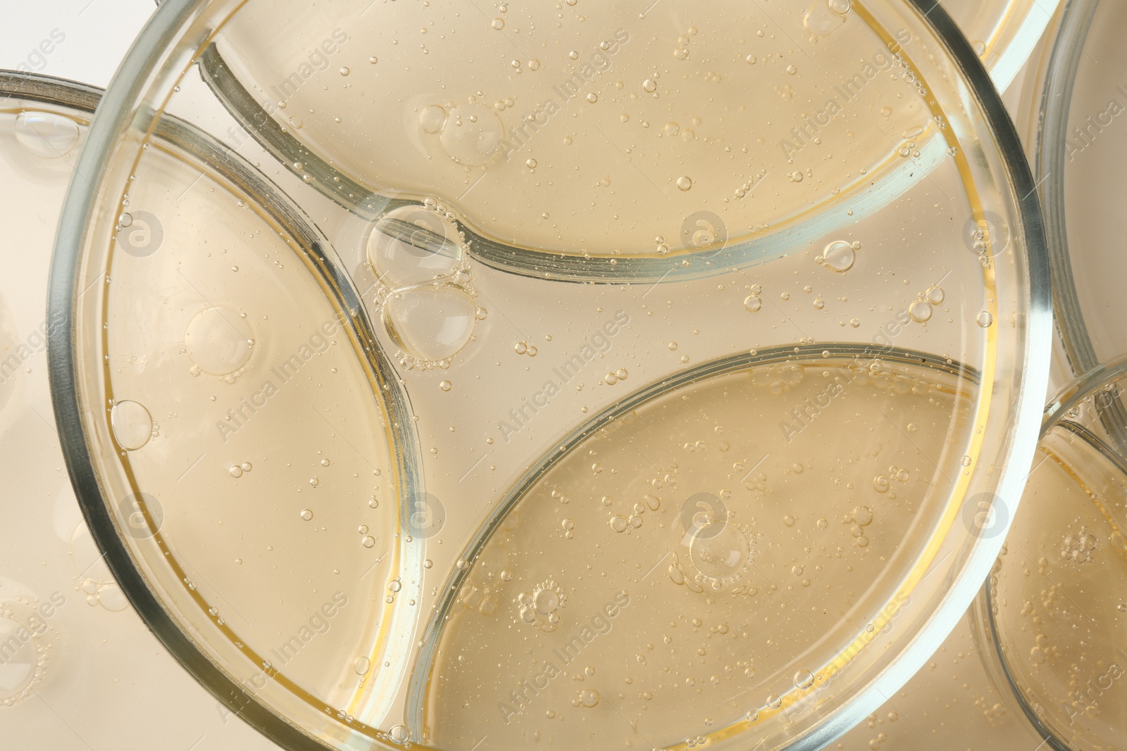 Photo of Petri dishes with color liquid samples on white background, top view