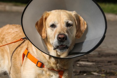 Photo of Adorable Labrador Retriever dog wearing Elizabethan collar outdoors