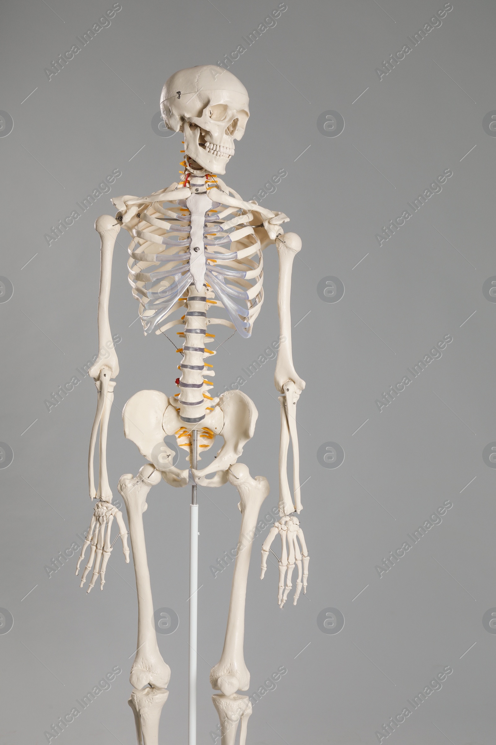 Photo of Artificial human skeleton model on grey background
