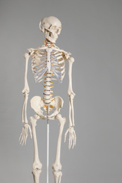 Photo of Artificial human skeleton model on grey background