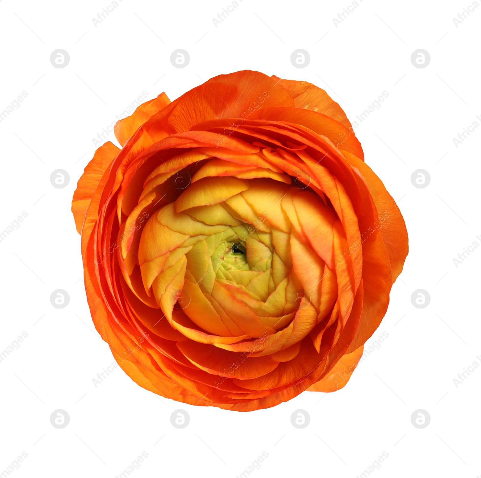 Photo of Beautiful ranunculus flower isolated on white, top view