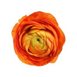 Beautiful ranunculus flower isolated on white, top view