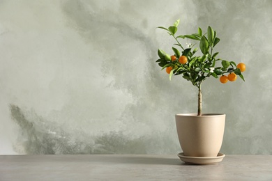 Citrus tree in pot on table against grey background. Space for text