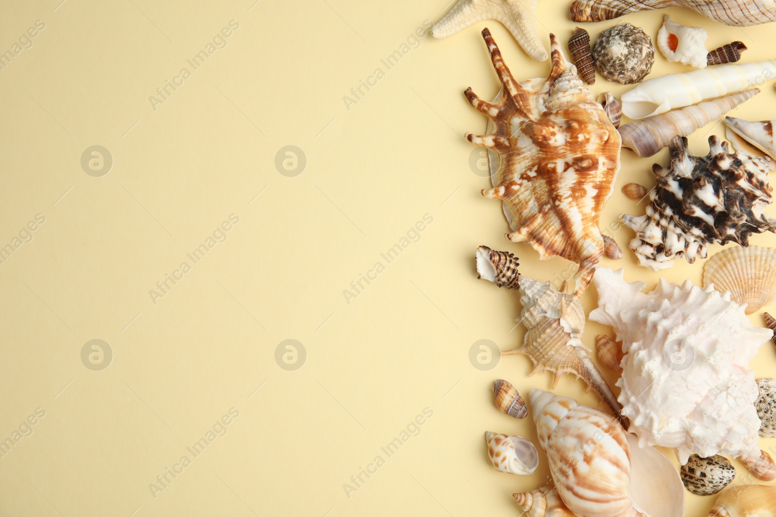 Photo of Different beautiful sea shells on yellow background, flat lay. Space for text