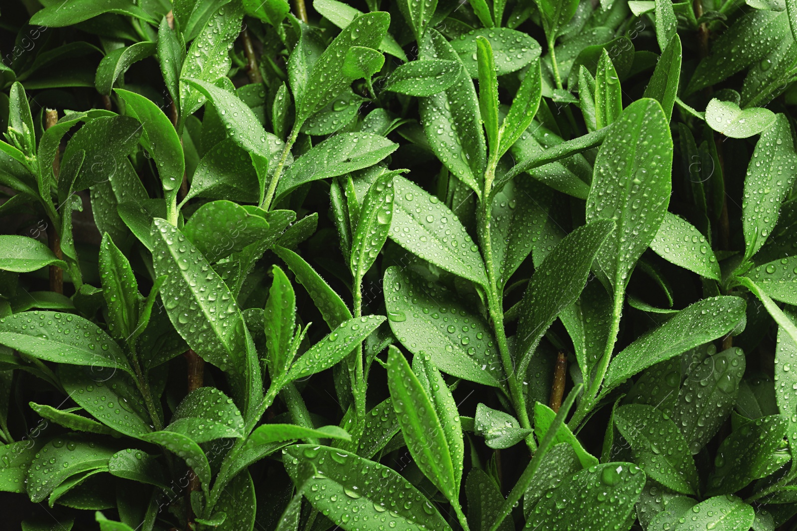 Photo of Beautiful green leaves with dew as background