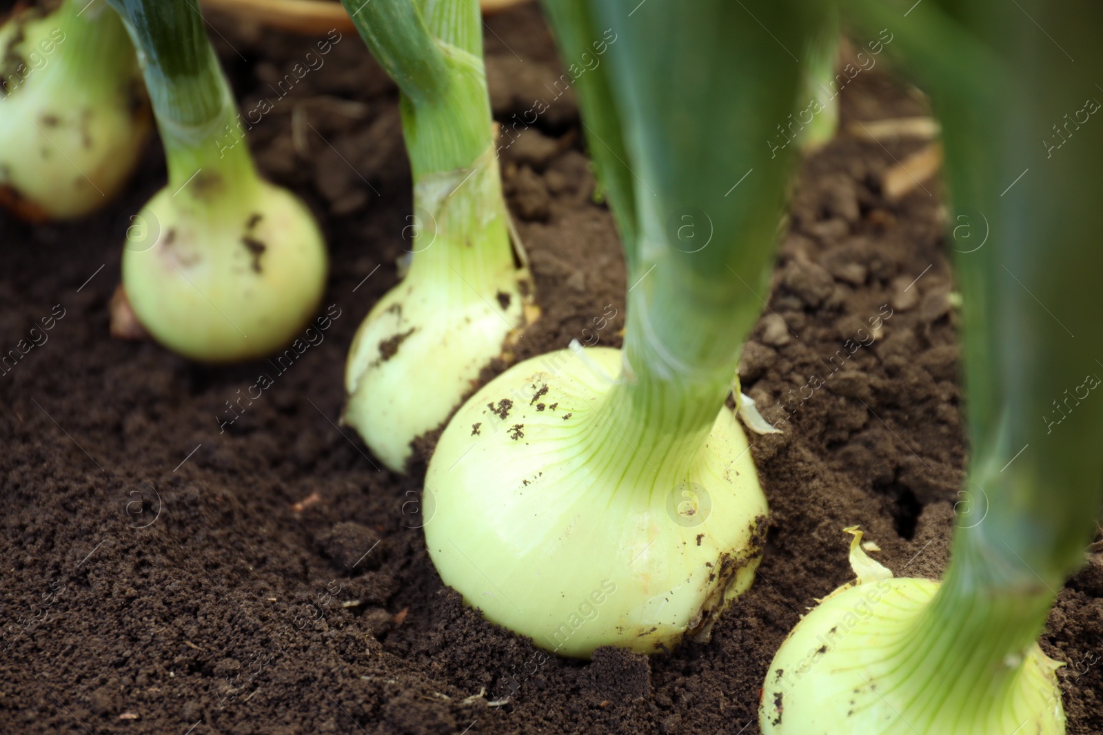 Photo of Green onions growing in field, closeup. Harvest season