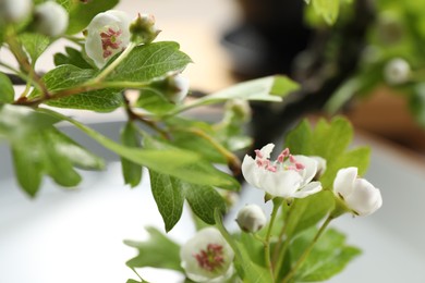 Stylish ikebana as house decor. Beautiful fresh branch with flowers on blurred background, closeup