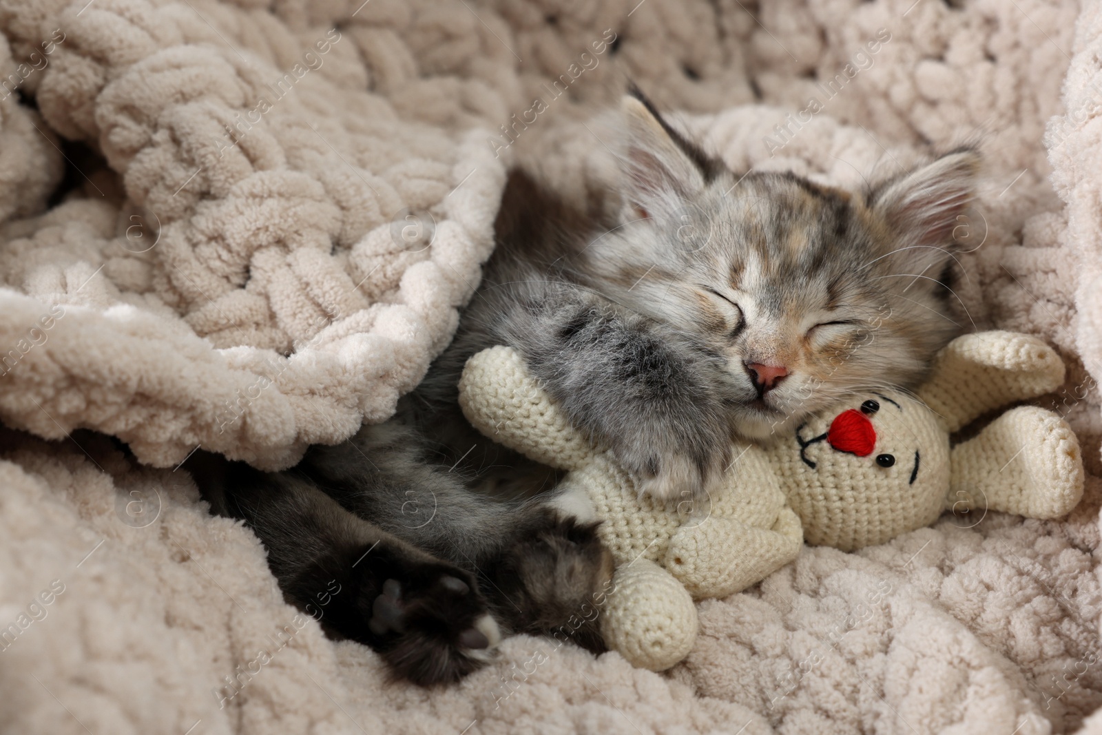 Photo of Cute fluffy kitten with toy sleeping on soft plaid