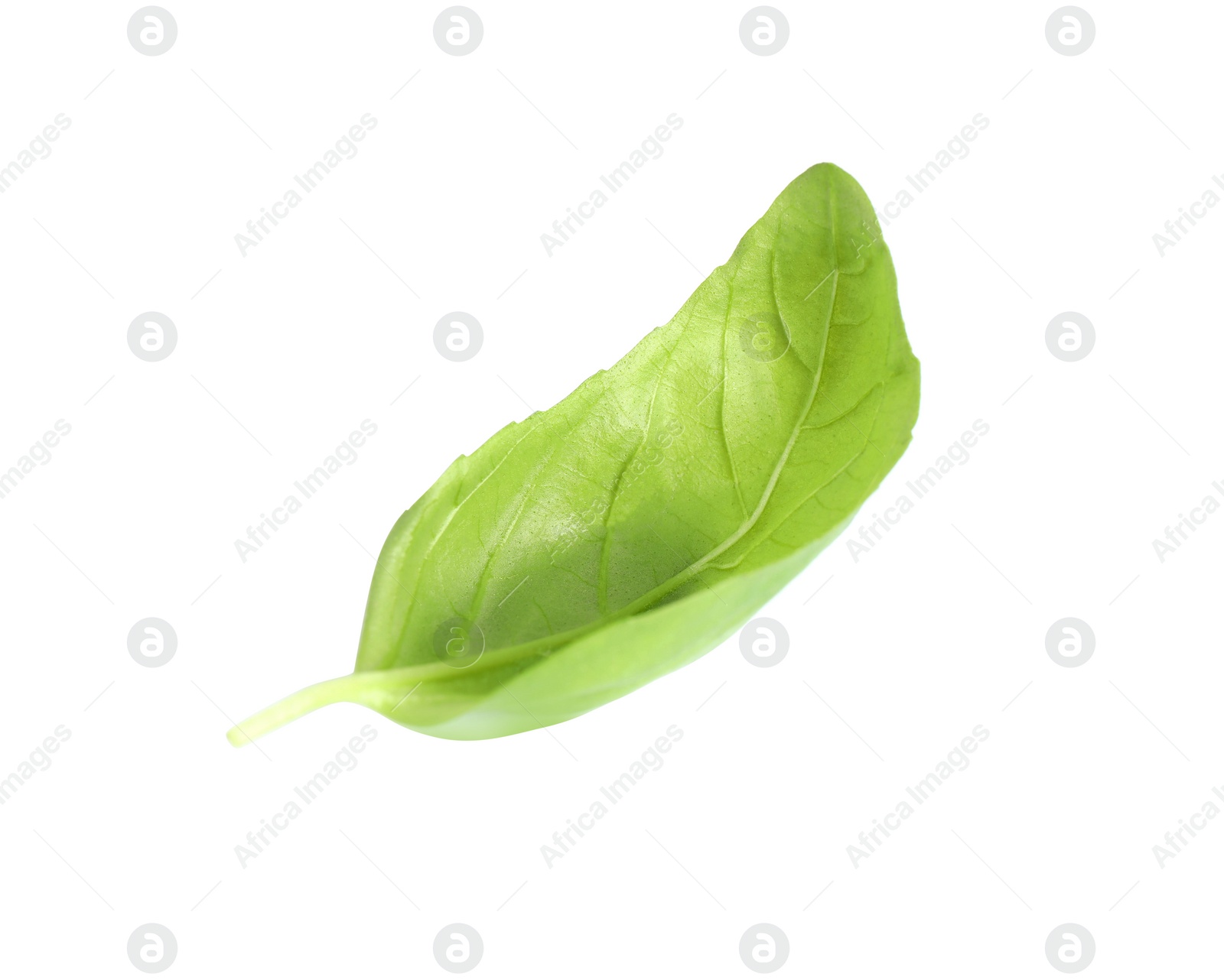 Photo of Fresh green basil leaf isolated on white