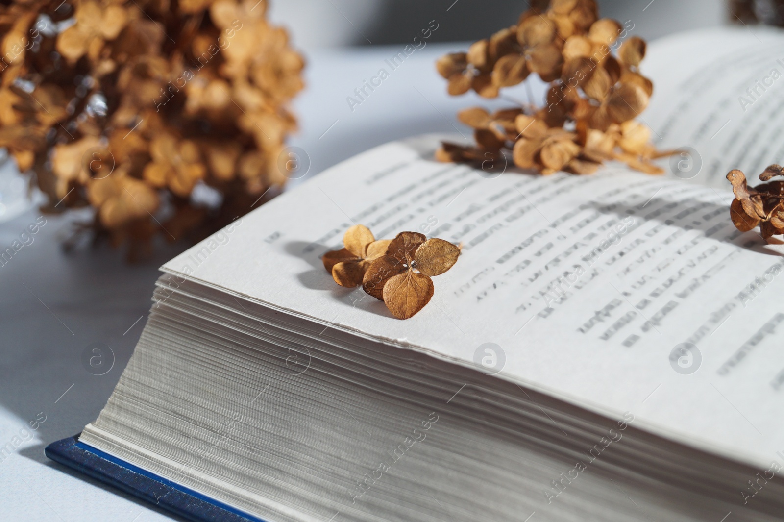 Photo of Dried hortensia flowers and book on white table, closeup