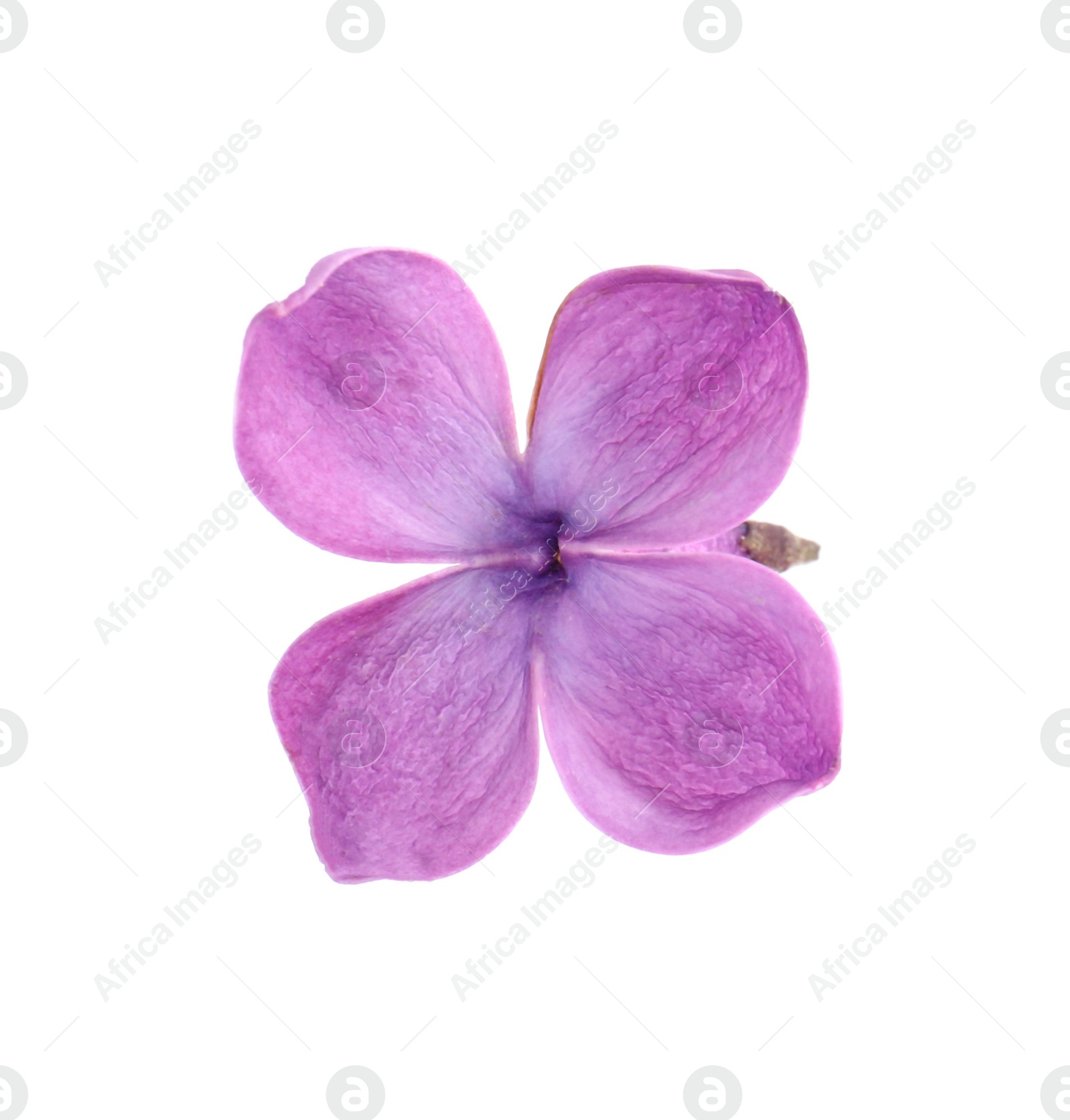 Photo of Beautiful fragrant lilac flower isolated on white