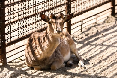 Photo of Cute deer near mesh fence outdoors at zoo