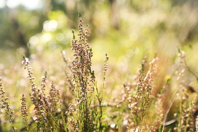 Photo of Beautiful meadow plants on sunny day, closeup