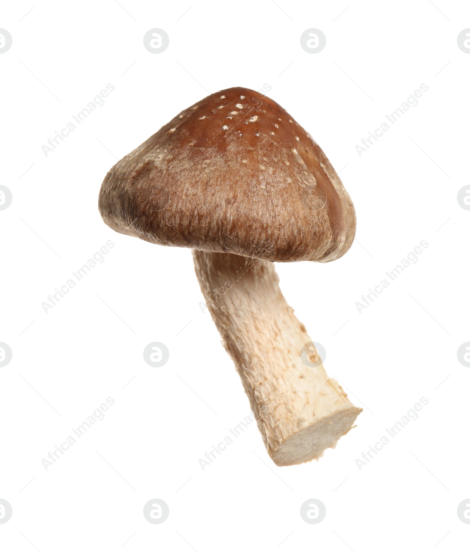 Photo of Fresh wild shiitake mushroom isolated on white