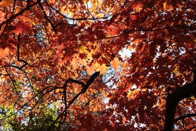 Photo of Beautiful trees with autumn leaves against sky on sunny day, low angle view