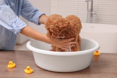 Woman washing cute Maltipoo dog in basin indoors. Lovely pet