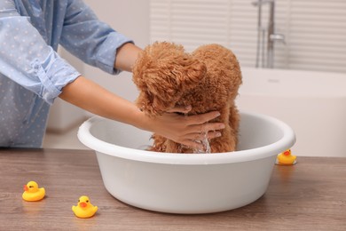 Photo of Woman washing cute Maltipoo dog in basin indoors. Lovely pet