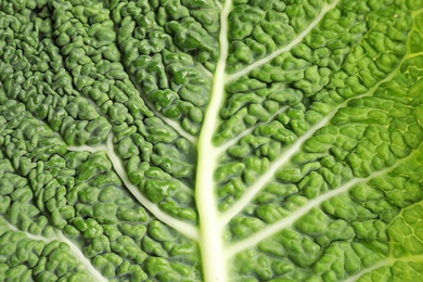 Photo of Green leaf of savoy cabbage as background, closeup