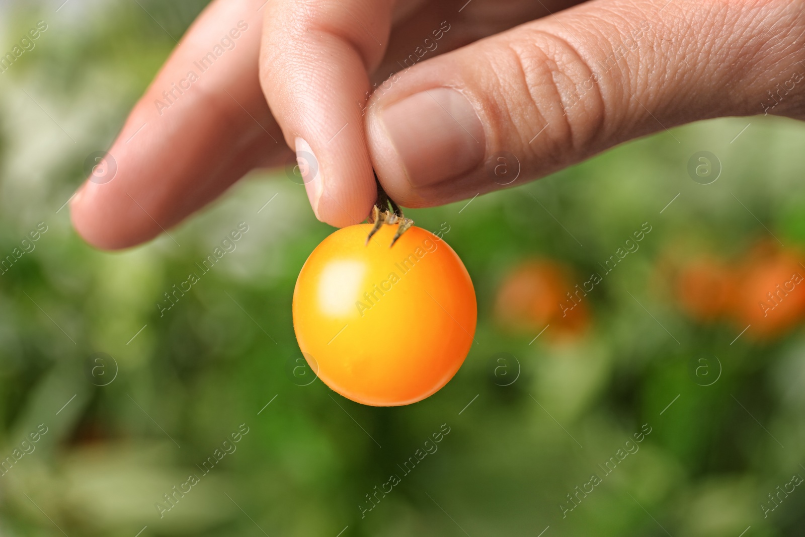 Photo of Woman holding ripe yellow cherry tomato against blurred background, closeup