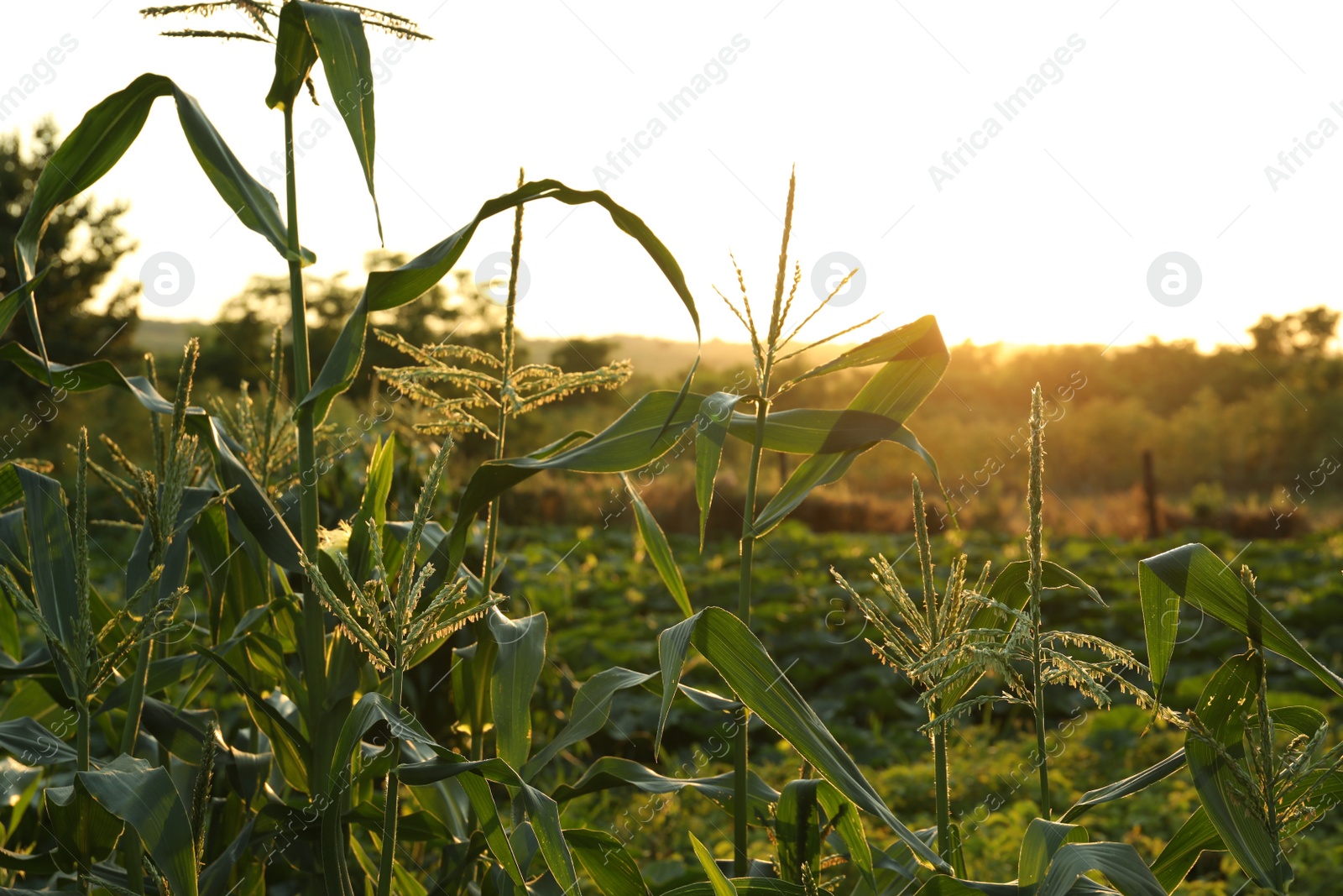 Photo of Beautiful view of corn field at sunset