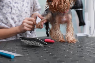 Photo of Professional groomer working with cute dog in pet beauty salon, focus on brush