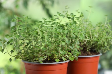Photo of Aromatic potted oregano and thyme on blurred background, closeup