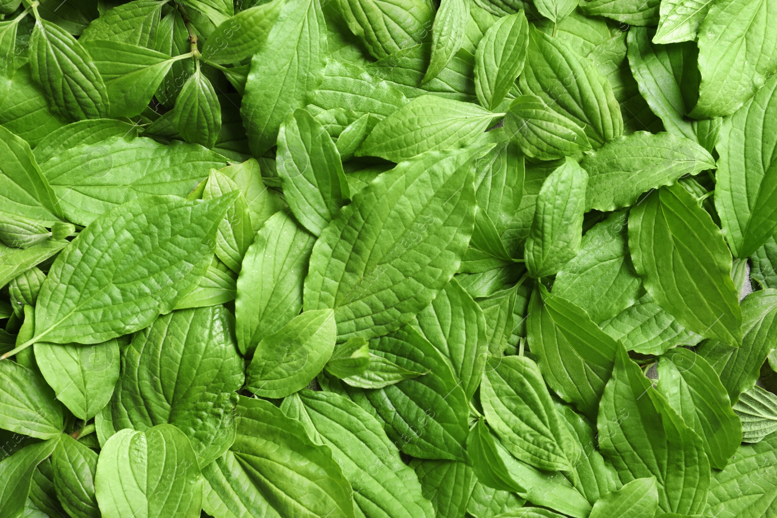 Photo of Beautiful spring green leaves as background, top view