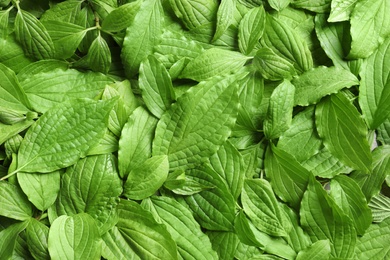 Photo of Beautiful spring green leaves as background, top view