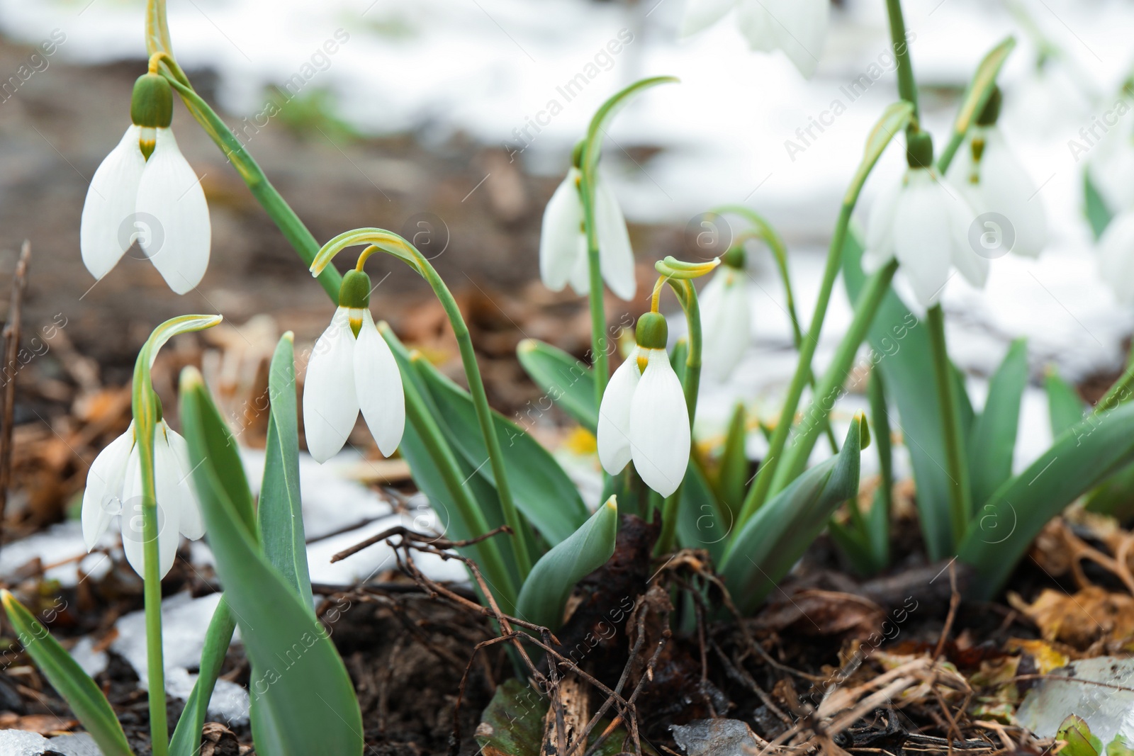 Photo of Beautiful blooming snowdrops growing outdoors. Spring flowers